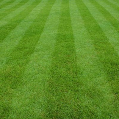 springGrass springGrass