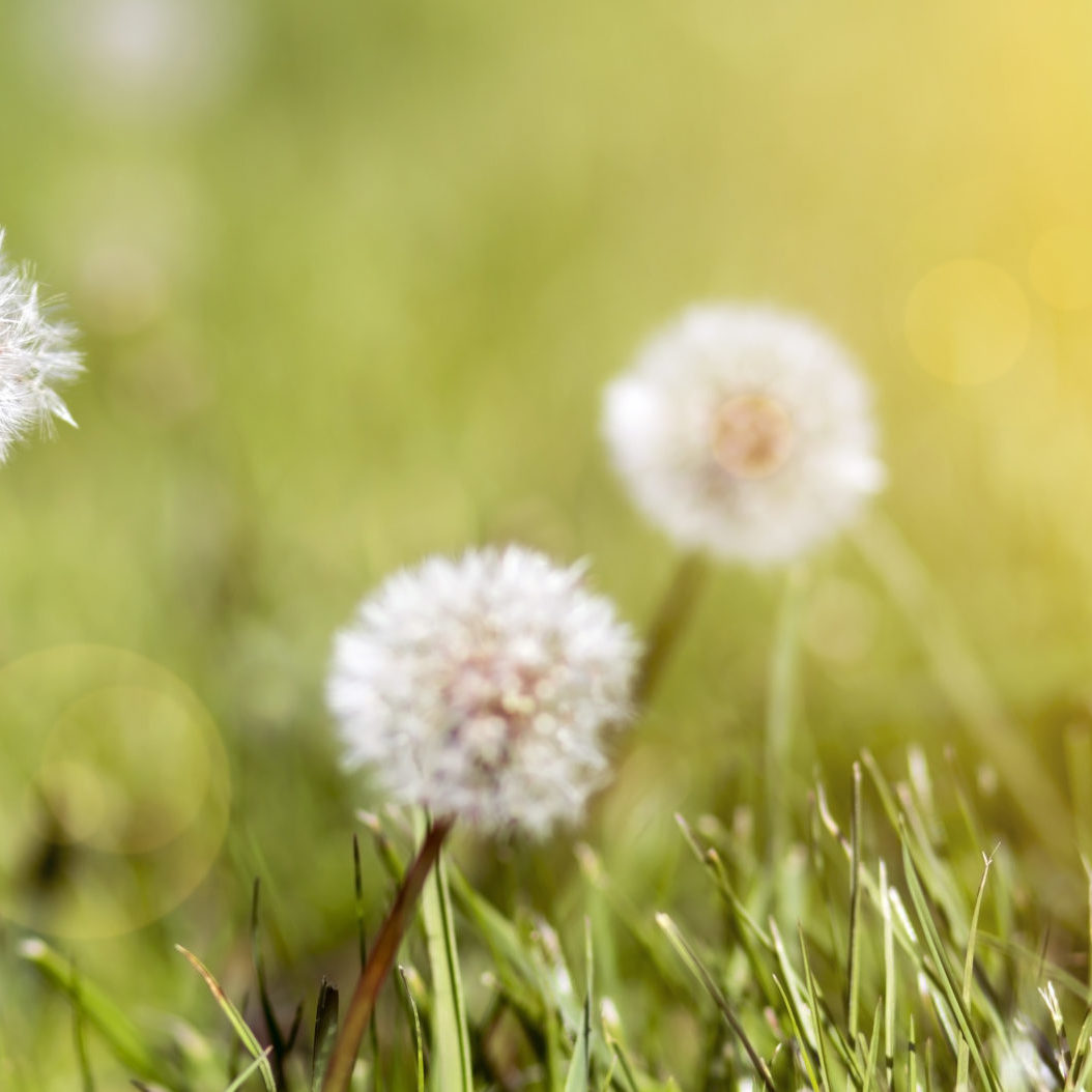 Dandelion banner Dandelion flowers in spring - life coach concept, web banner with copy space