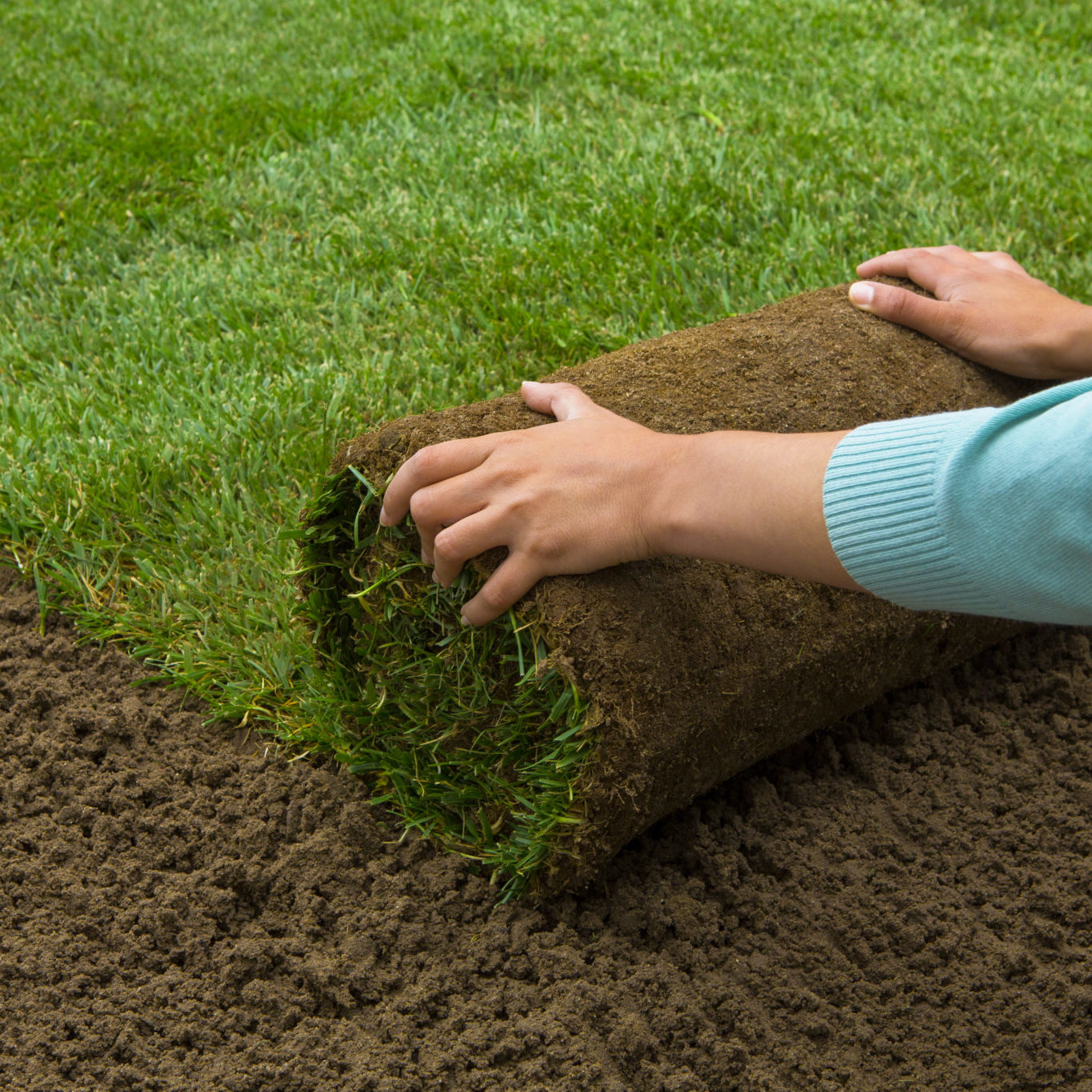 Lawned garden Woman applying turf rolls in the backyard